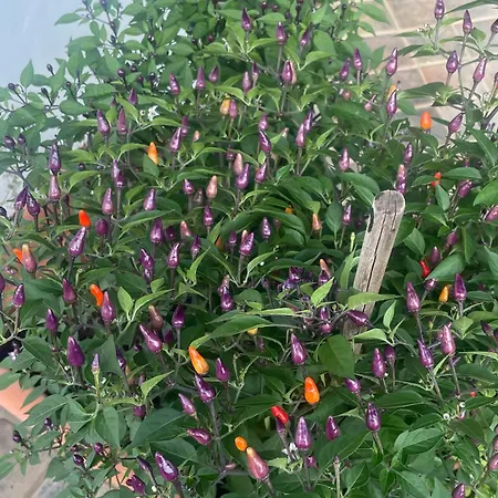 Matrimoniale Pensionat